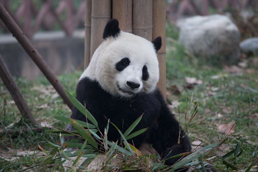 Живые панды в россии. Панда животик. Панда окрас. Большая Панда окрас.